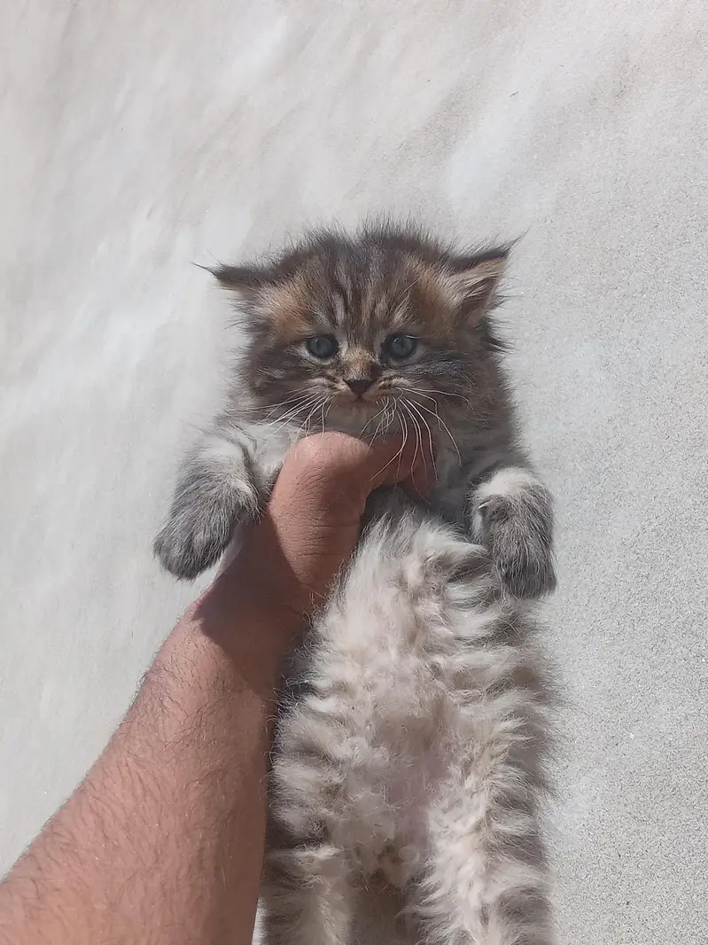 one tiger print kitten and one white male for sale