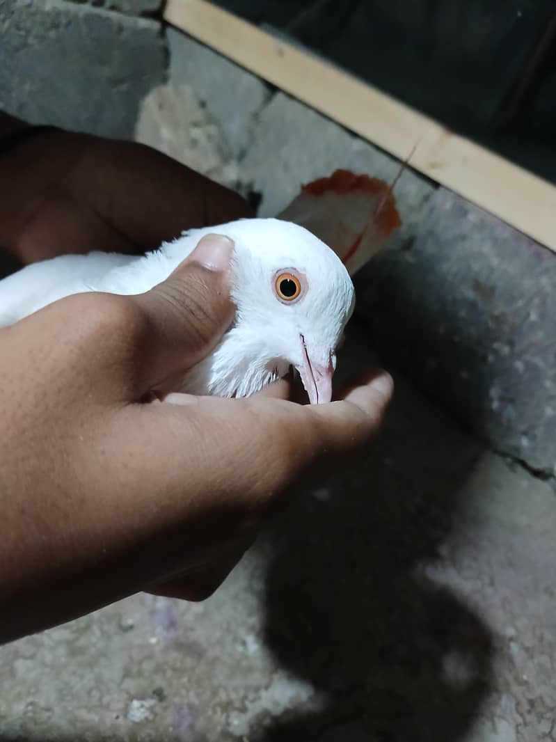 kabootar 3