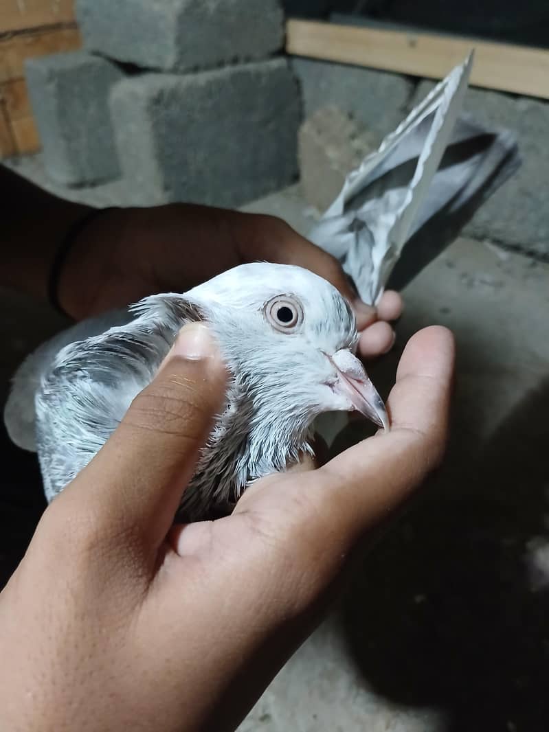 kabootar 4