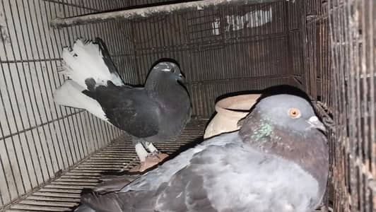 pair near to lay eggs