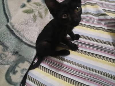 Super Active Jet Black Male/Female Kitten | 1.5 Months Old