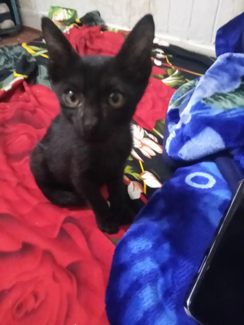 Super Active Jet Black Male/Female Kitten | 1.5 Months Old — photo 2