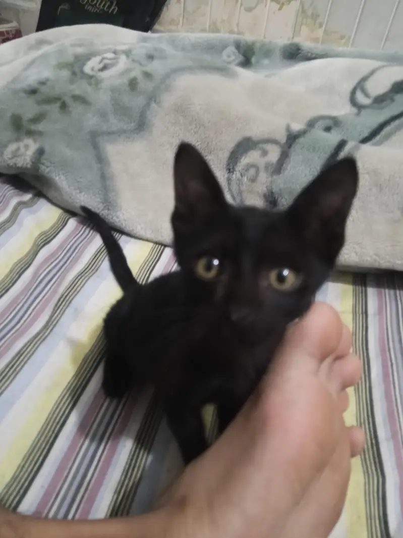 Super Active Jet Black Male/Female Kitten | 1.5 Months Old — photo 3