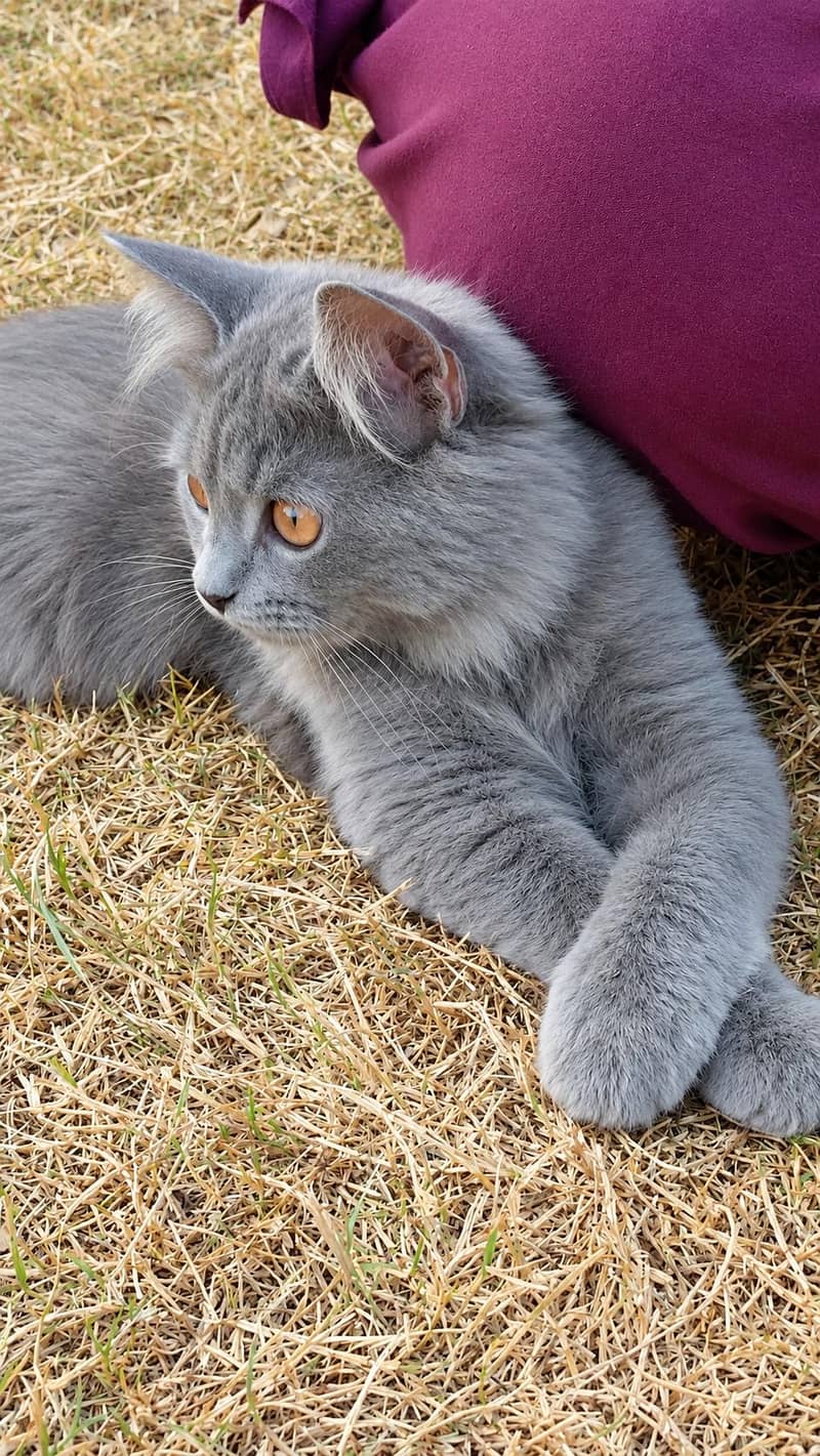 Persian cat 0