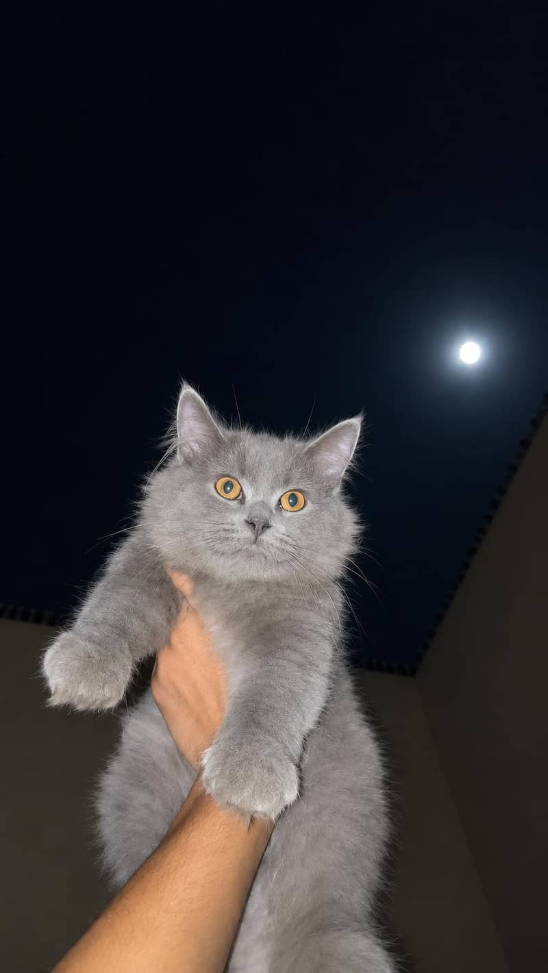 Persian cat 1