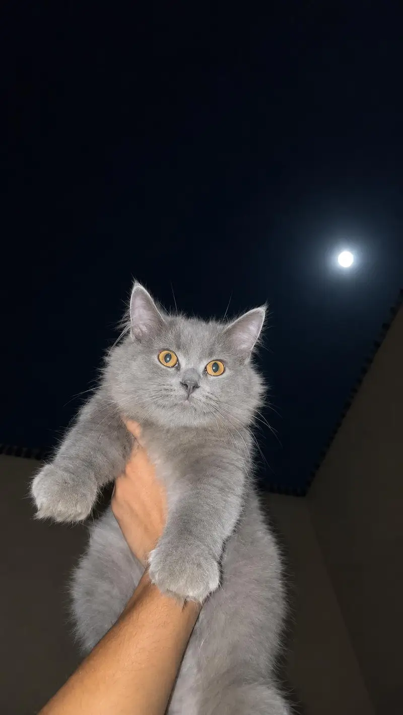 Persian cat — photo 2