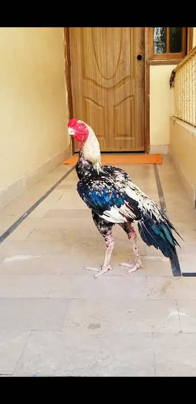 Parrot Beak Male 03100024337
