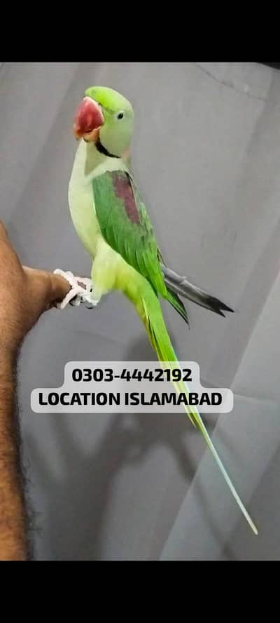 raw jumbo size tame male