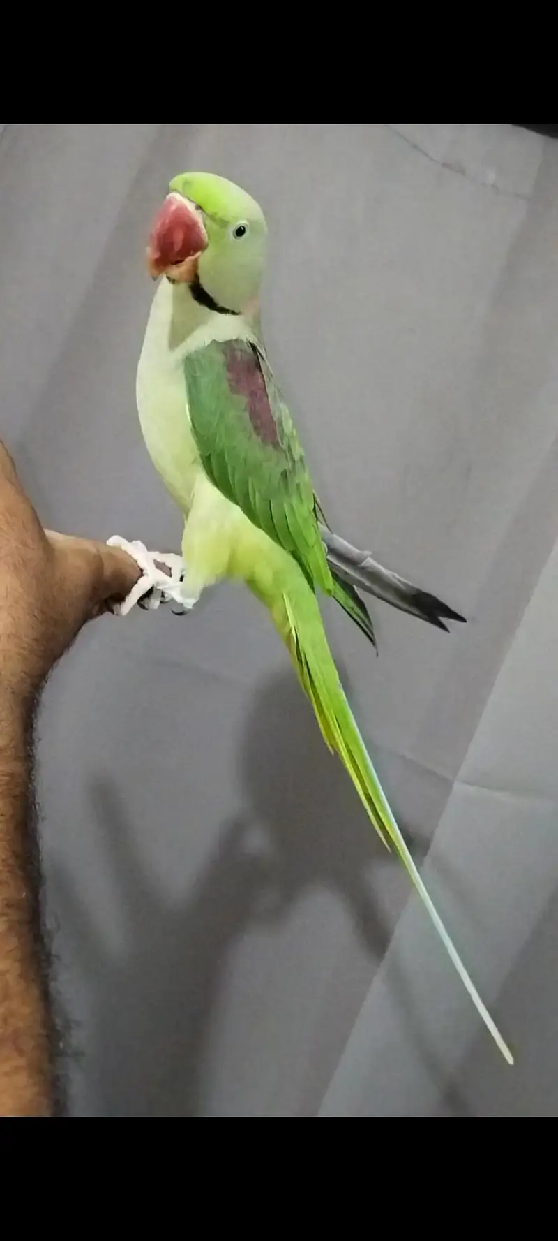 raw jumbo size tame male — photo 2