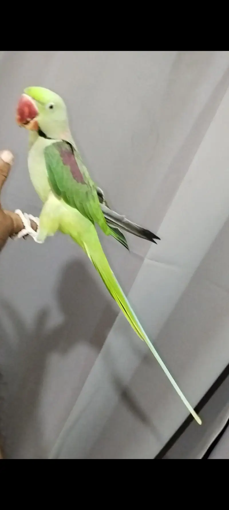 raw jumbo size tame male — photo 3