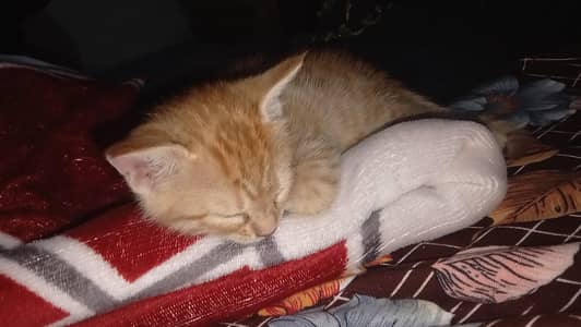 do you want orange cat?