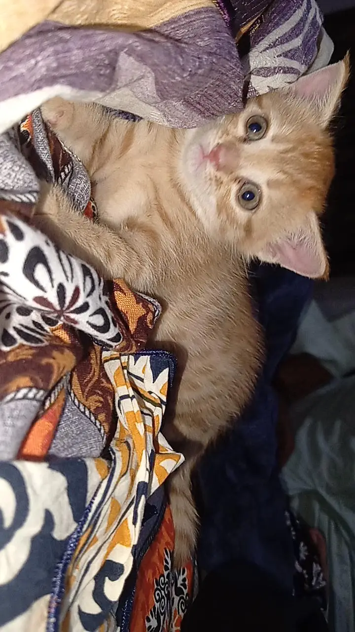 do you want orange cat? — photo 2