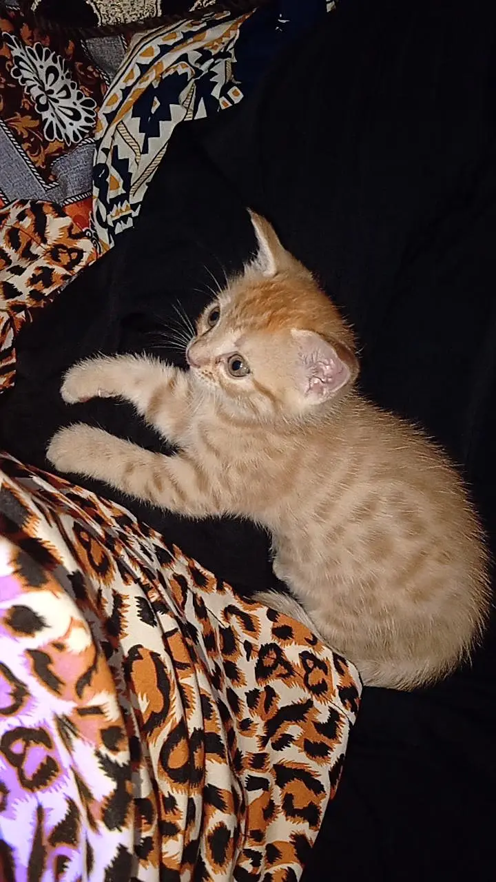do you want orange cat? — photo 3