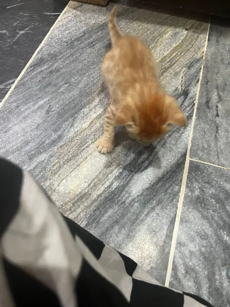 do you want orange cat? — photo 4