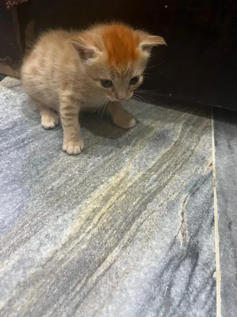 do you want orange cat? — photo 5