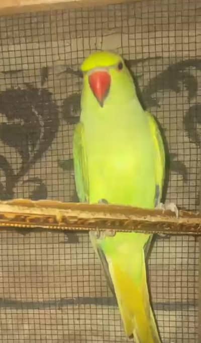 hand time talking parrot patha ha abhi  gisko chahiya rabta kara