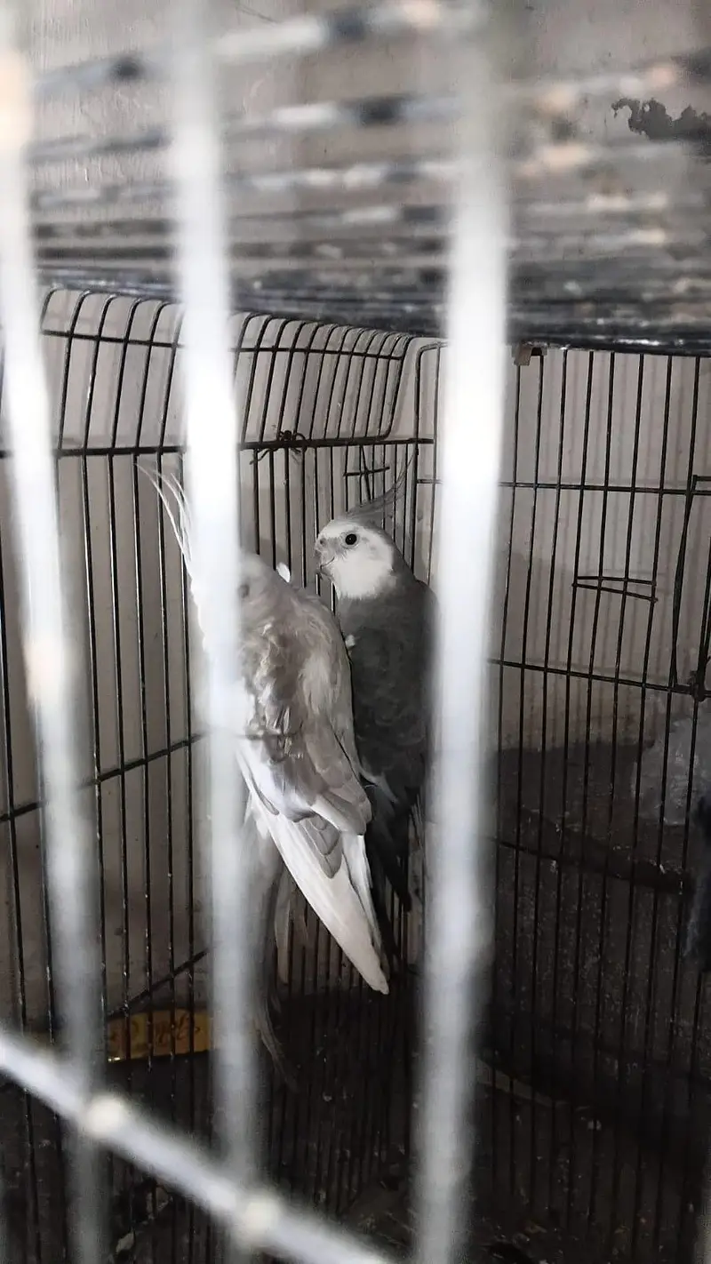 Birds For Sale With Cage — photo 2
