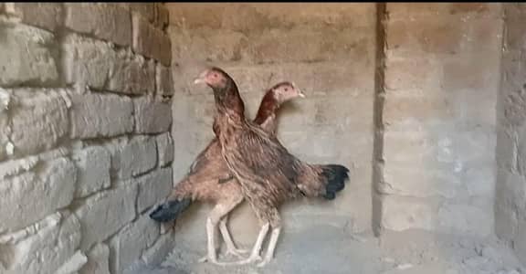 mianwali hens kurak wali hens 03196643103