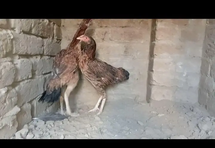 mianwali hens kurak wali hens 03196643103 — photo 2