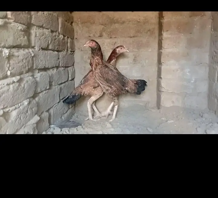 mianwali hens kurak wali hens 03196643103 — photo 4