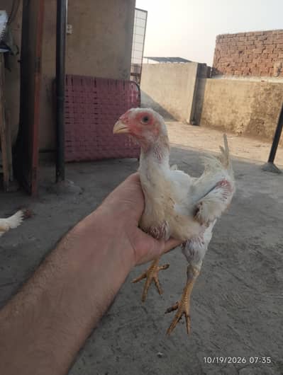 white shamo
