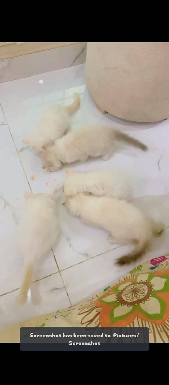 Persian cats sale 0