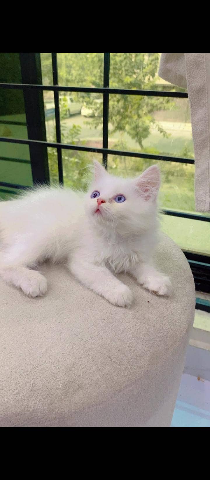 Persian cats sale 1