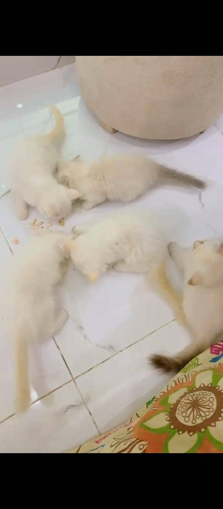 Persian cats sale 2