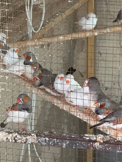 Snow white or zebra finch piars for sale
