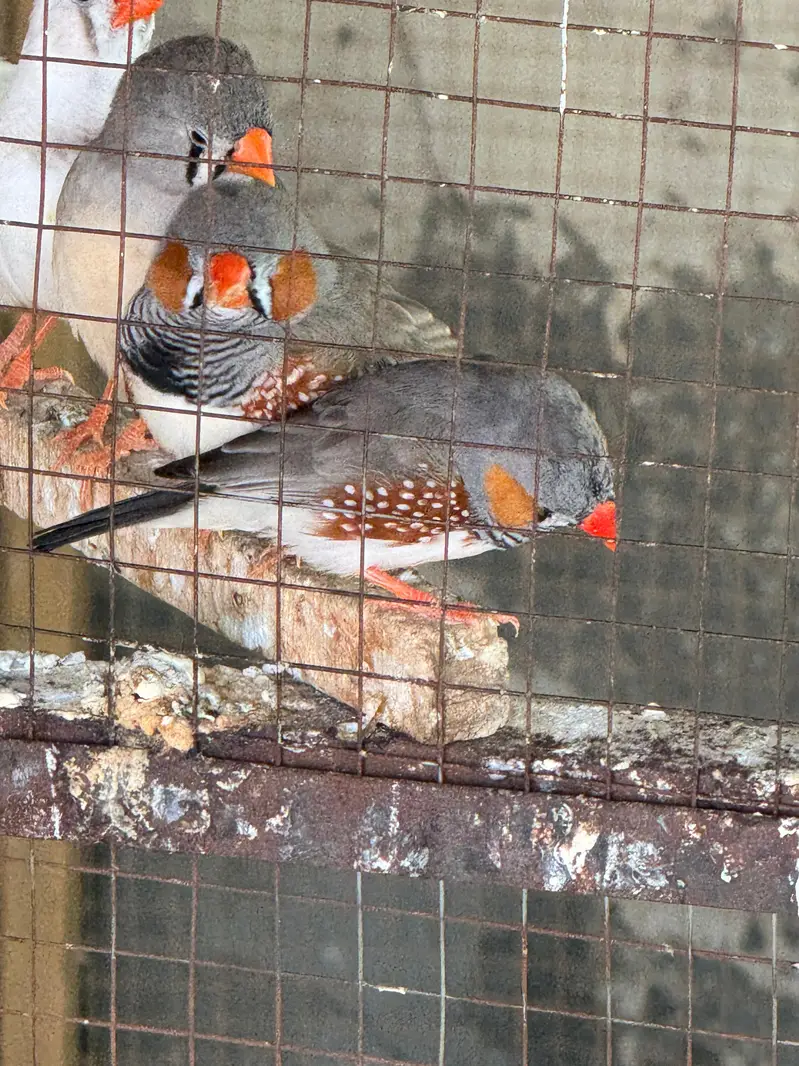 Snow white or zebra finch piars for sale — photo 2