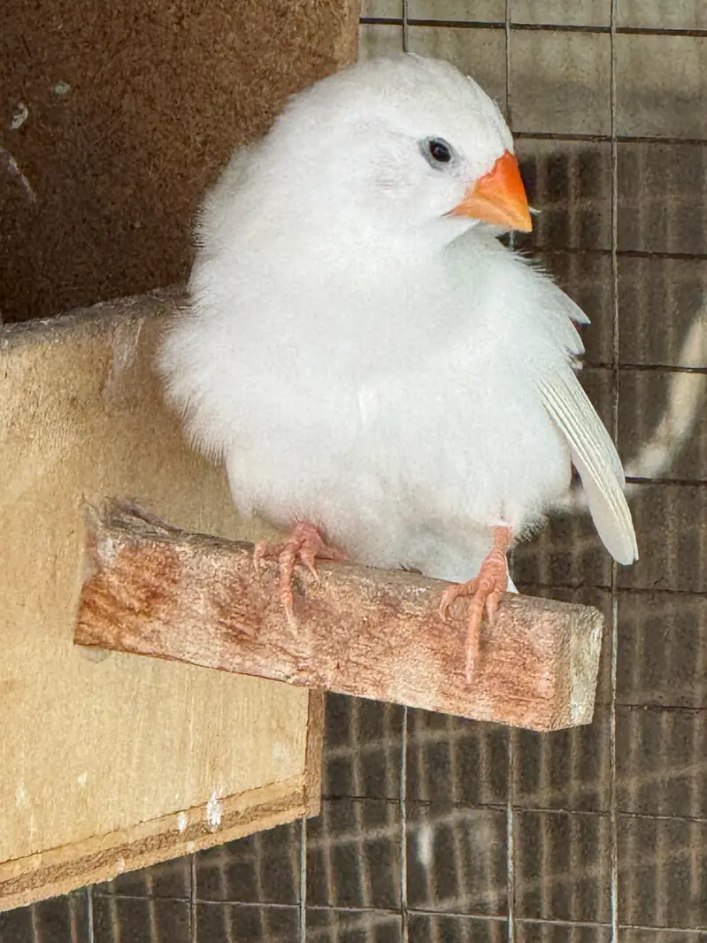 Snow white or zebra finch piars for sale — photo 3