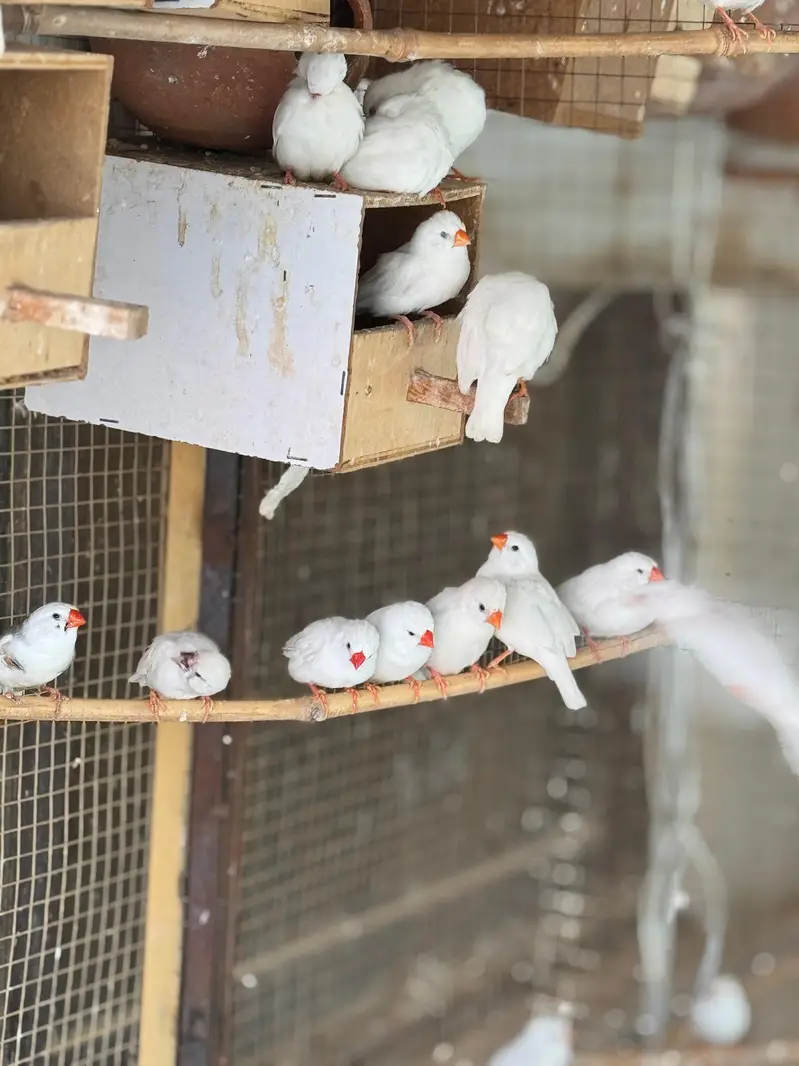 Snow white or zebra finch piars for sale — photo 4