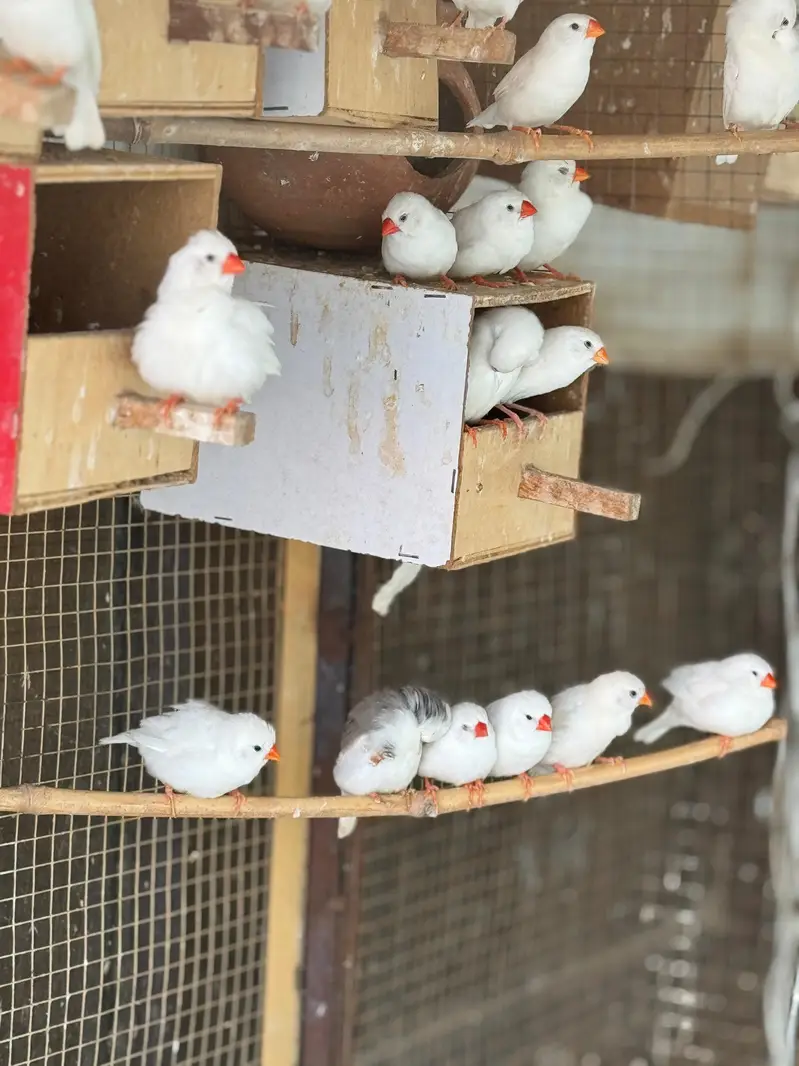 Snow white or zebra finch piars for sale — photo 5
