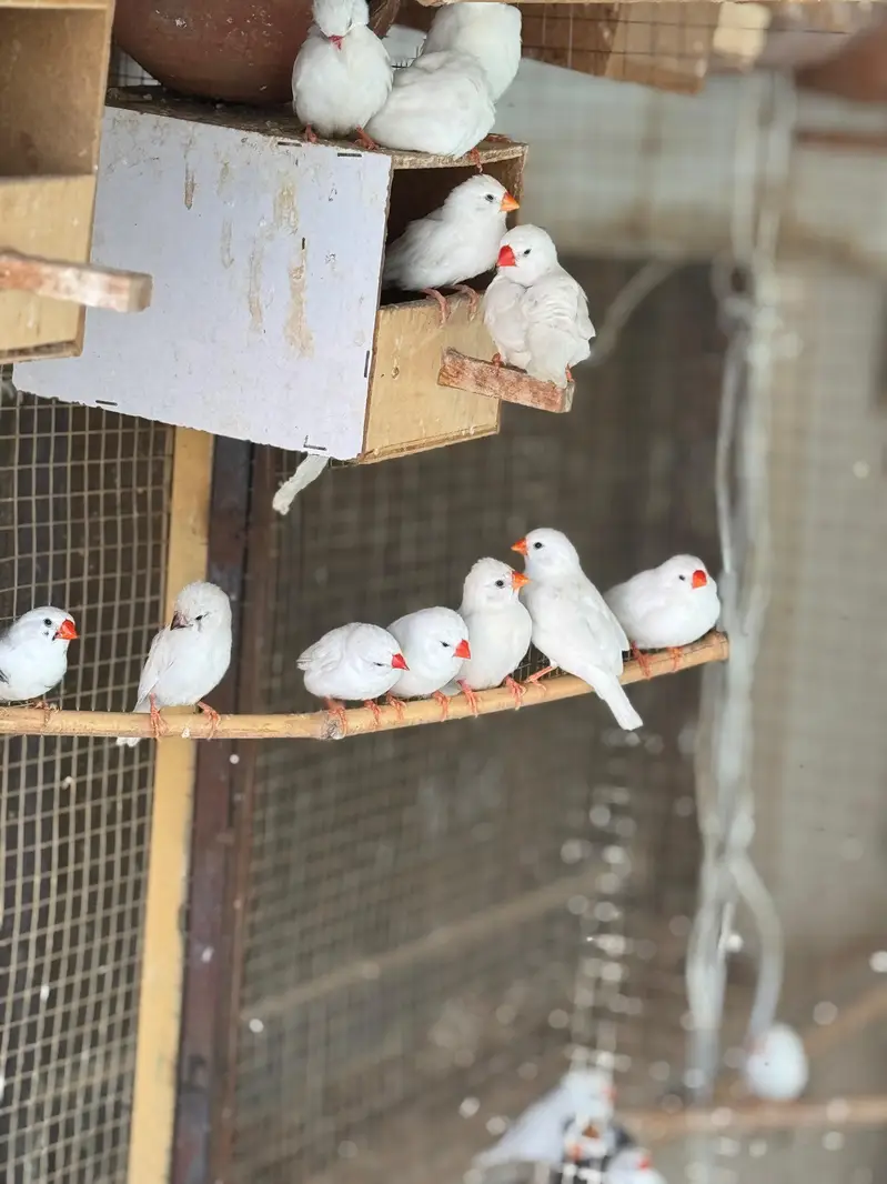 Snow white or zebra finch piars for sale — photo 6