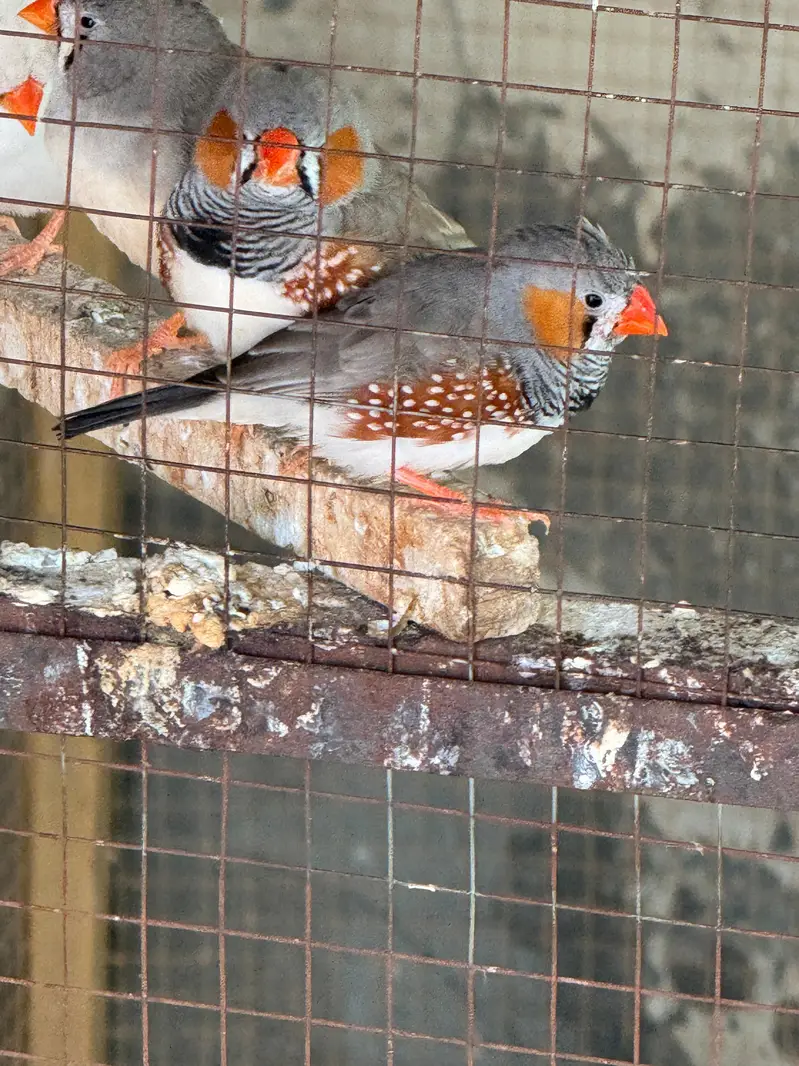 Snow white or zebra finch piars for sale — photo 7