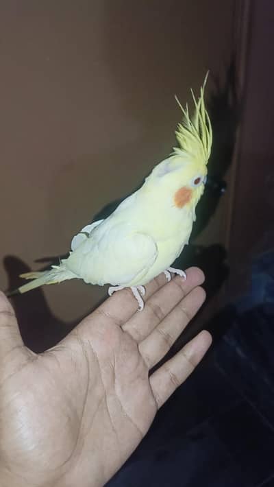 Mai cocktail sale kar raha
