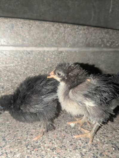 black silkie and bantam