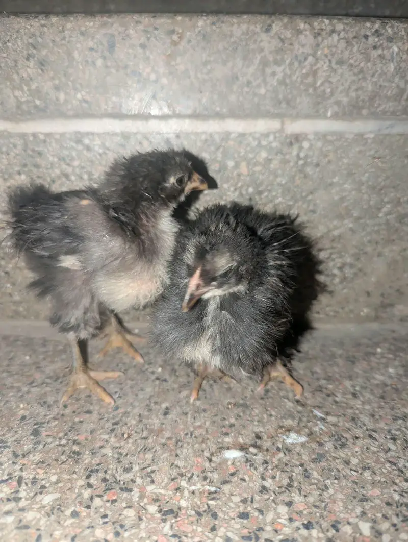 black silkie and bantam — photo 2