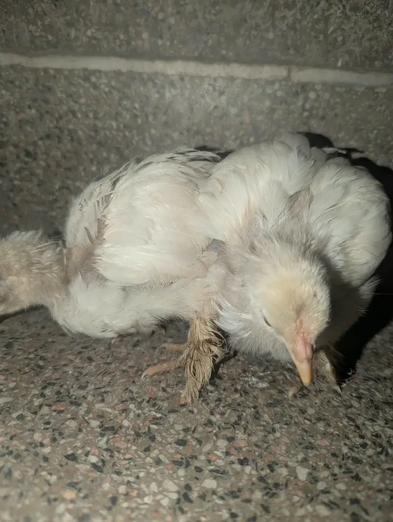 black silkie and bantam — photo 3
