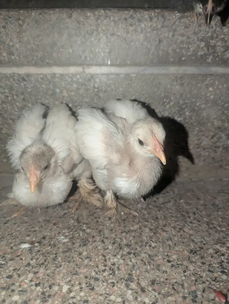black silkie and bantam — photo 4