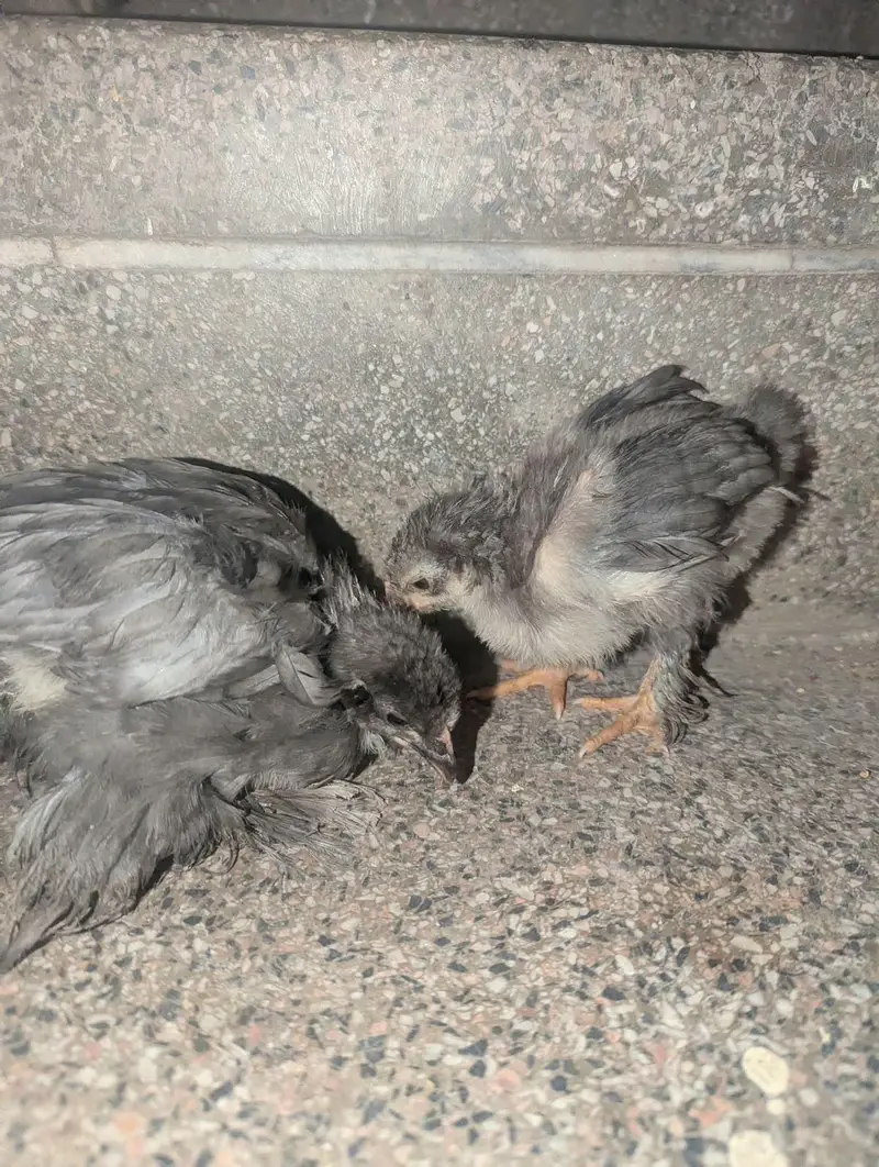 black silkie and bantam — photo 5