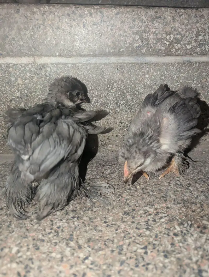 black silkie and bantam — photo 6
