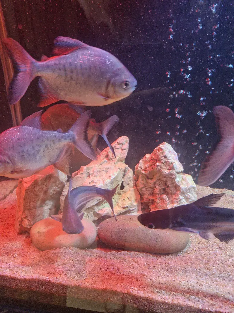 Monster fishes for sale — photo 2