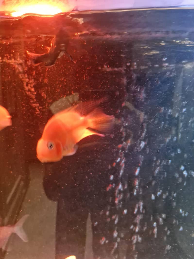 Monster fishes for sale - Fish - 1120688397