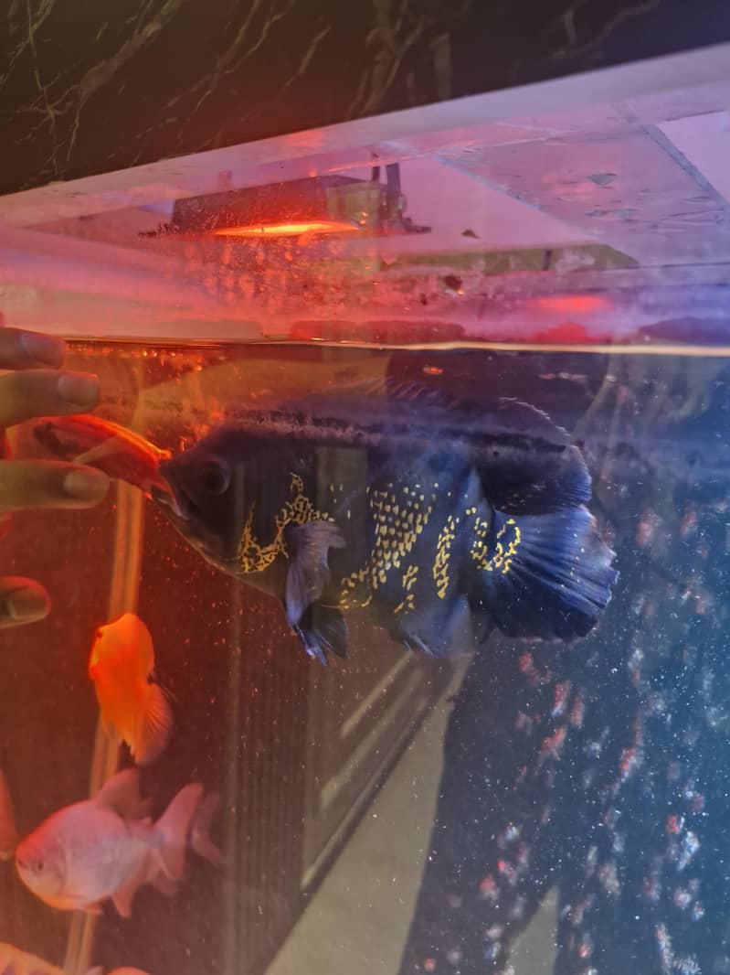 Monster fishes for sale - Fish - 1120688397