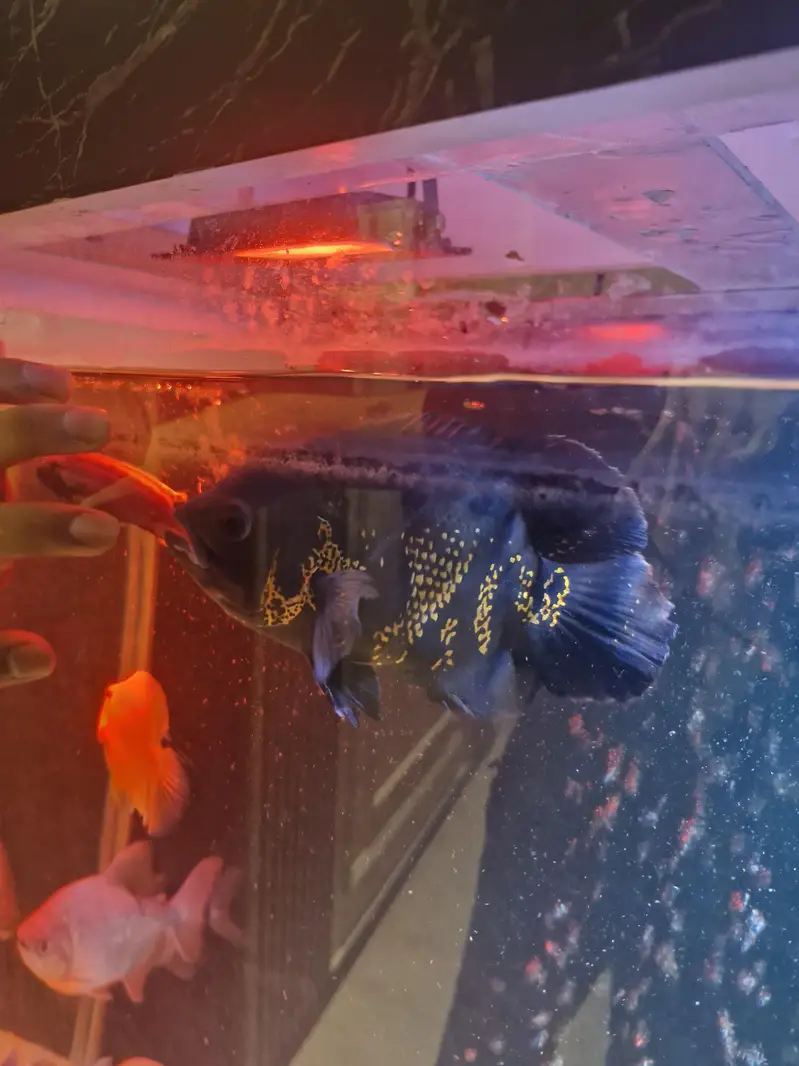 Monster fishes for sale — photo 4