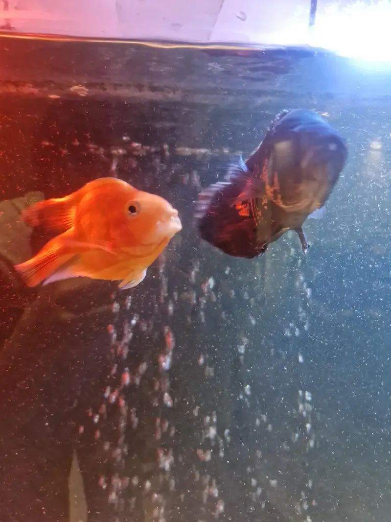 Monster fishes for sale — photo 5