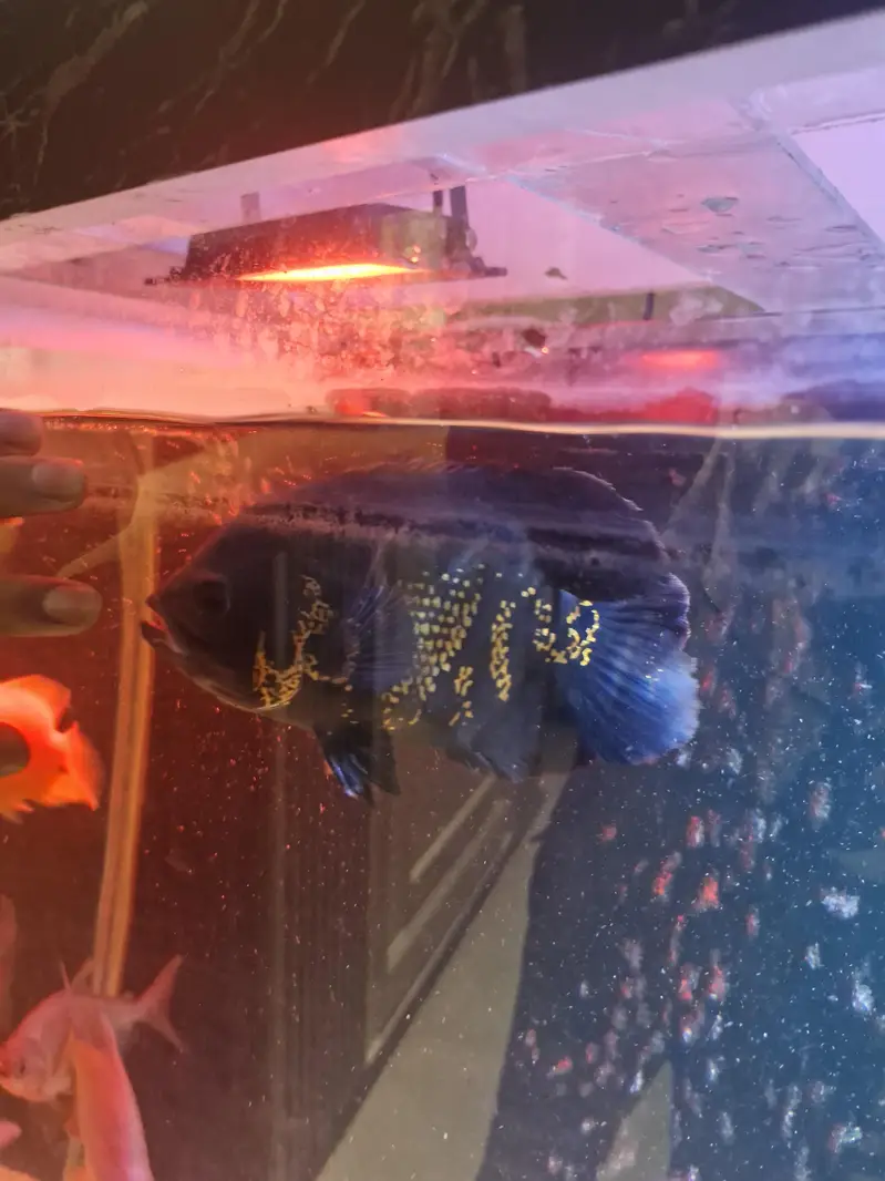 Monster fishes for sale — photo 6