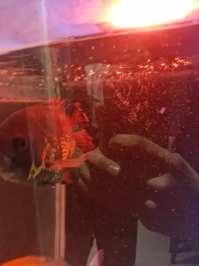 Monster fishes for sale — photo 7