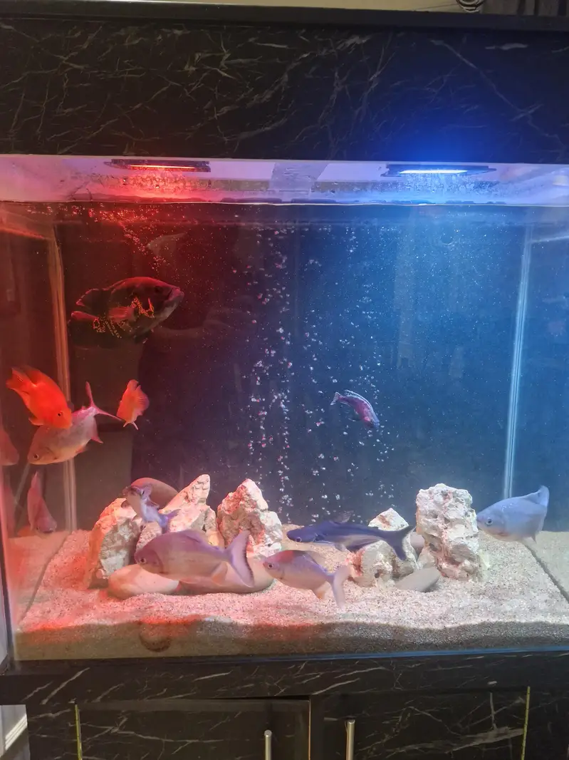 Monster fishes for sale — photo 8